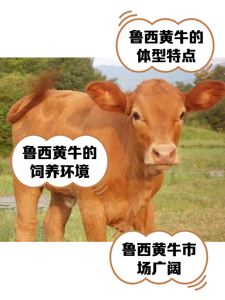 北京最新医保取现黄牛方法分析(最方便真实的北京医保取现黄牛怎么取方法)